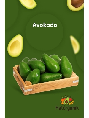 AVOKADO DALINDAN YENİ TOPLANMIŞ GÜNLÜK TAZE 3 KG