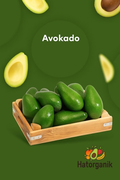 AVOKADO DALINDAN YENİ TOPLANMIŞ GÜNLÜK TAZE 3 KG