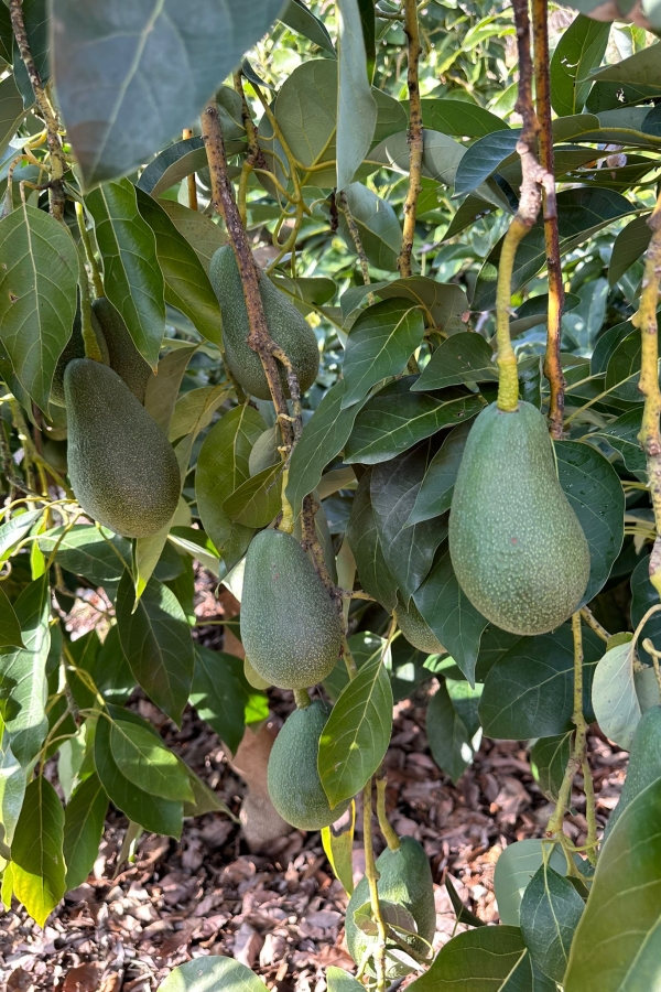 AVOKADO DALINDAN YENİ TOPLANMIŞ GÜNLÜK TAZE 3 KG